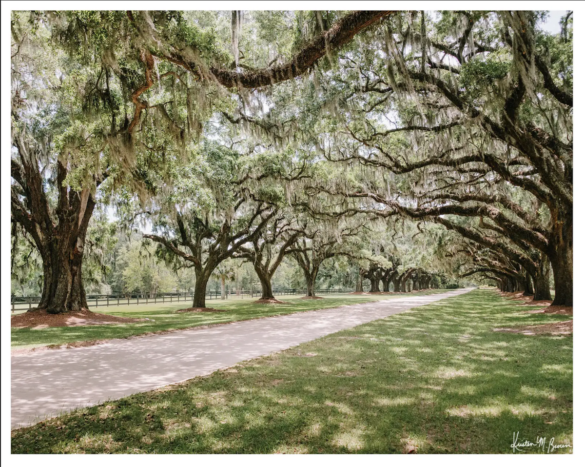 "Oak Avenue" 8"x10" Print