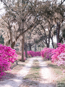 "Sweet Savannah" Art Print